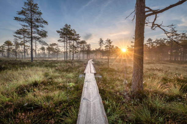 Photo of Scenic view from swamp with wooden path and beuatiful sunrise at autumn morning in Finland