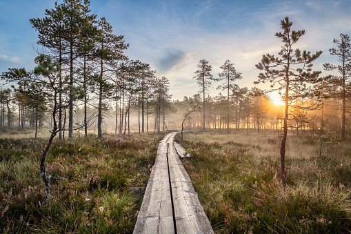 Scenic view from swamp with wooden path and beautiful sunrise at autumn morning in Finland