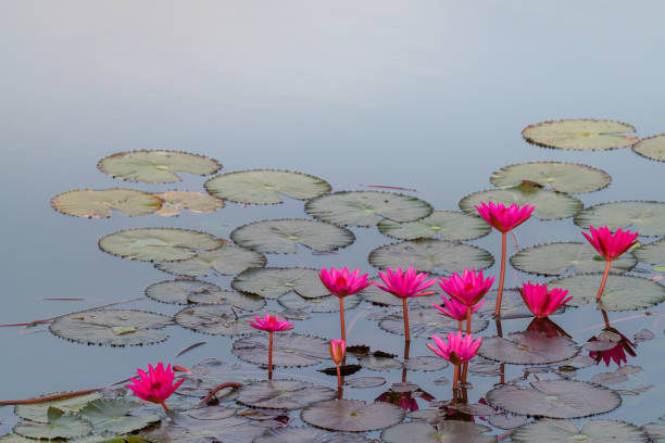 연못에 피는 밝은 분홍색 연꽃 - water lily floating on water lotus leaf 뉴스 사진 이미지