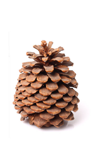 istock large pine cone of california sequoia tree isolated on white background 1178909918