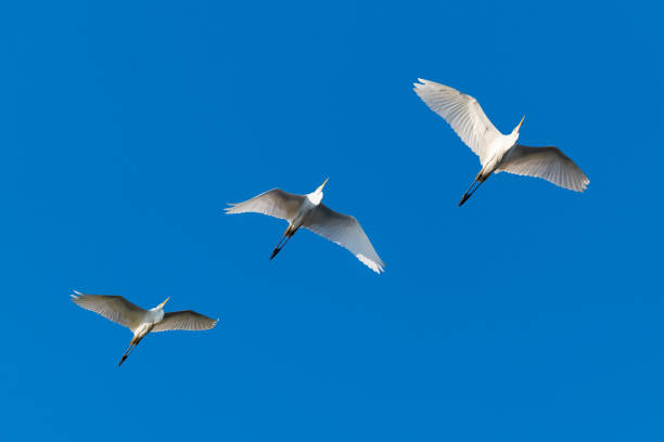istock Great white egrets flying in a roll with blue sky on background 1178910027