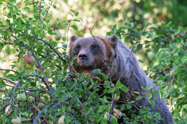 istock Orso Marsicano, Abruzzo National Park 1178910167