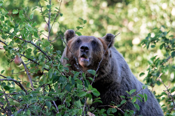 istock Orso Marsicano, Abruzzo National Park 1178910196