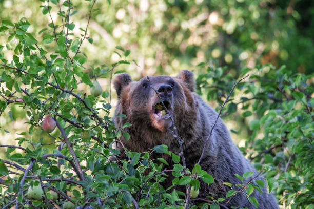 istock Orso Marsicano, Abruzzo National Park 1178910227