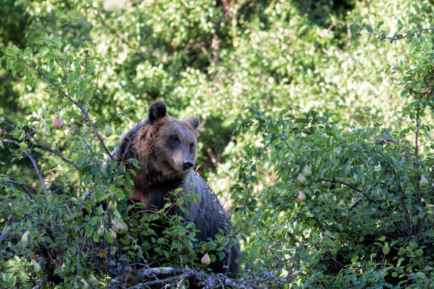 istock Orso Marsicano, Abruzzo National Park 1178910245