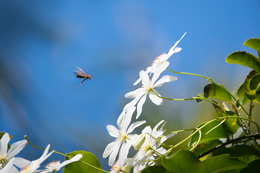 Wasp flying towards bush clematis, also known by the Maori name Puawhananga