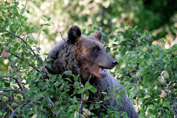 istock Orso Marsicano, Abruzzo National Park 1178913577
