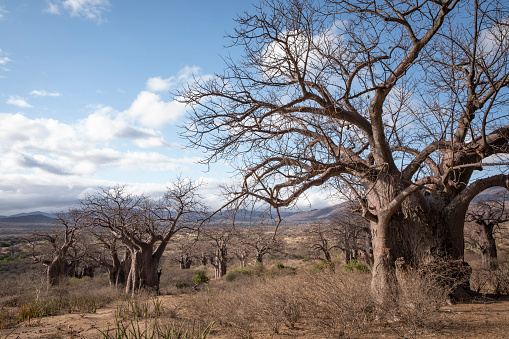 hadzaland landscape full of ancient baobab trees