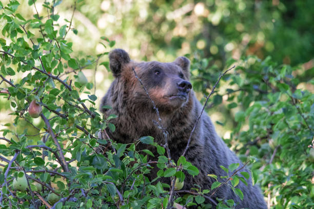 istock Orso Marsicano, Abruzzo National Park 1178913720