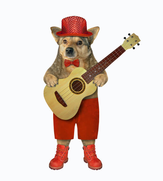 istock Dog in red shorts plays guitar 1178913759