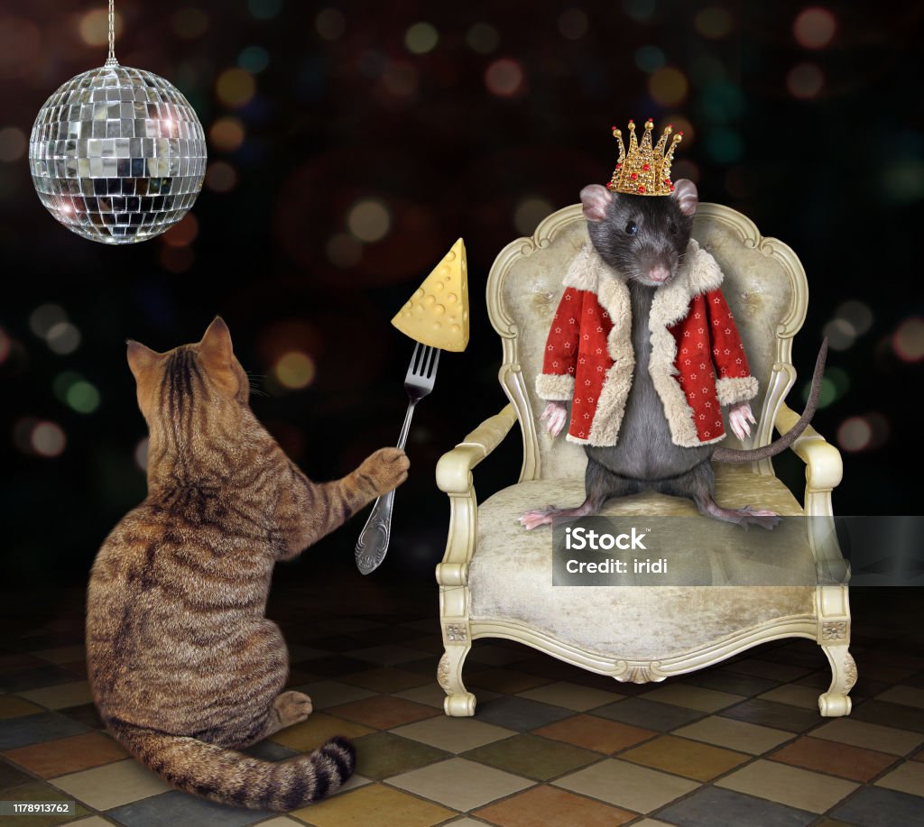 Cat Feeds Rat King With Cheese 2 Stock Photo - Download Image Now - Movie,  Ratatouille, Animal - iStock