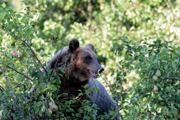 istock Orso Marsicano, Abruzzo National Park 1178914657