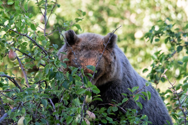 istock Orso Marsicano, Abruzzo National Park 1178914757