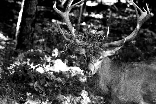 istock Male Deer, Abruzzo National Park 1178916702