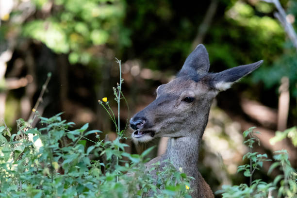 istock Female Deer, Abruzzo National Park 1178916810