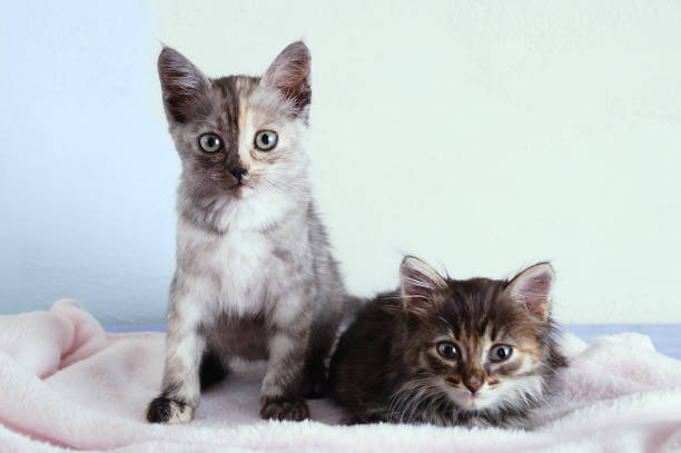 istock Two little gray kittens sit on a pink plaid on a white wall background. 1178917584