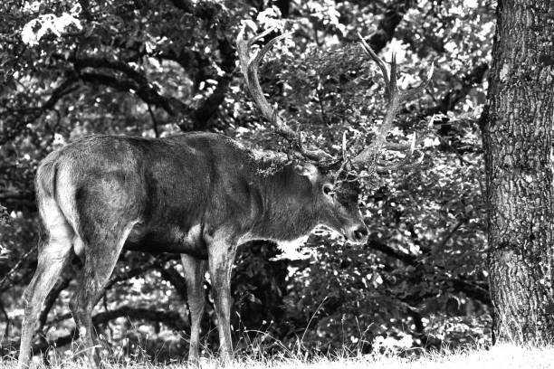 istock Male Deer, Abruzzo National Park 1178917601