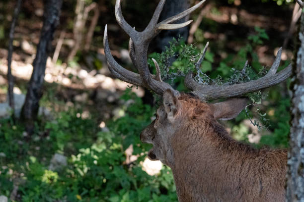 istock Male Deer, Abruzzo National Park 1178918324