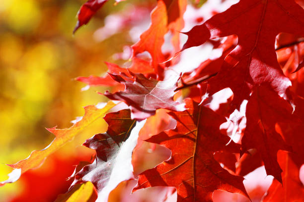 maple red leaves in the forest in autumn. canadian landscape, natural background - tree area japanese fall foliage japanese maple autumn imagens e fotografias de stock