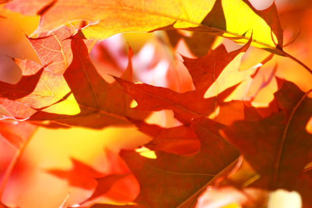 maple red leaves in the forest on a sunny day in autumn. canadian landscape, natural background - maple japanese maple leaf autumn imagens e fotografias de stock