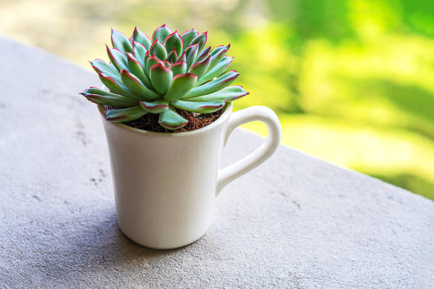 istock Beautiful green succulent on white cup as gift. 1178919757