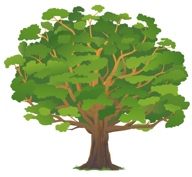 One old oak tree isolated One wide massive old oak tree with green leaves isolated illustration, majestic oak with a rough trunk and big crown old oak tree stock illustrations