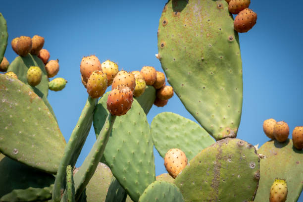 istock Close up view of a Pricly Pear plant 1178921000