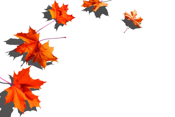 Autumn composition. Frame made of autumn maple leaves on white background. Flat lay, top view, copy space