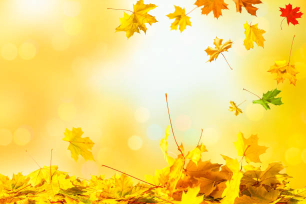 istock Falling autumn maple leaves natural background .Colorful foliage 1178922905