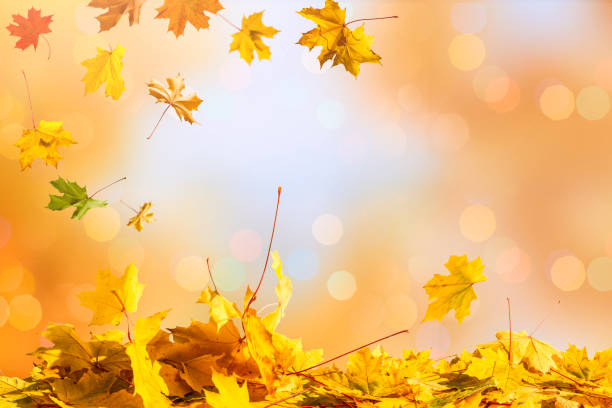 istock Falling autumn maple leaves natural background .Colorful foliage 1178922929