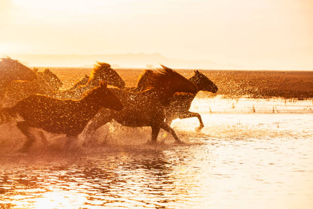 istock Horse Shepherd and his Wild Horses 1178922964