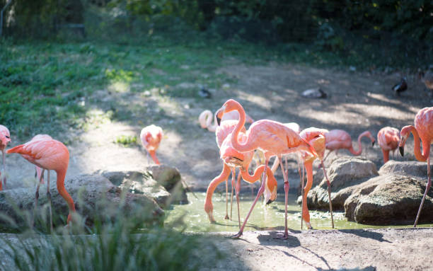 istock American flamingo (Phoenicopterus ruber) pink bird. 1178923687