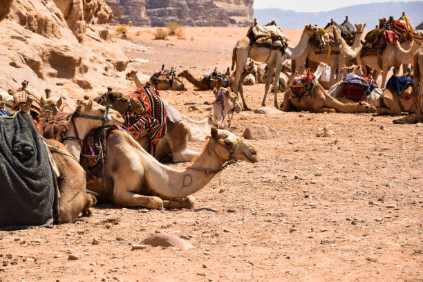 istock Camels in a Natural Environment in Jordan 1178923713