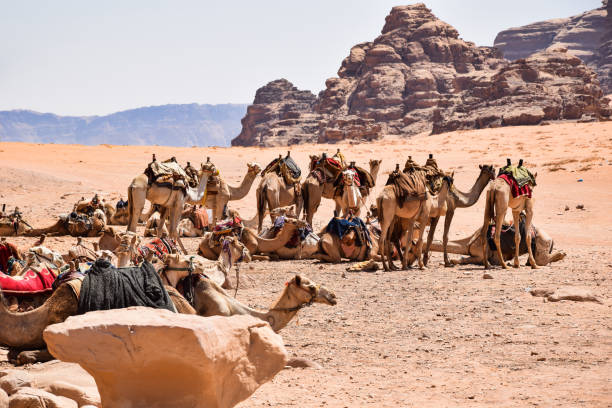 istock Camels in a Natural Environment in Jordan 1178923724