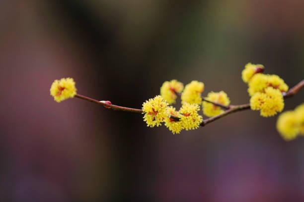 istock the scent of spring 1178923912