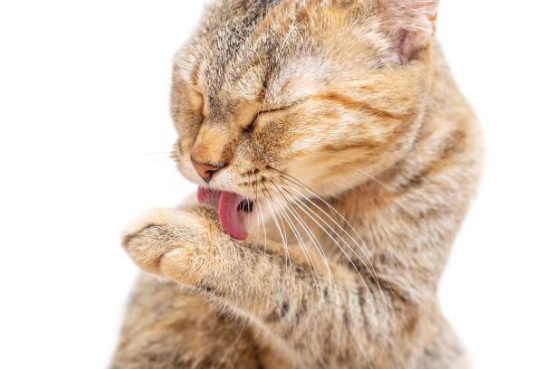 istock Tabby cat washing its paw with tongue. 1178924055