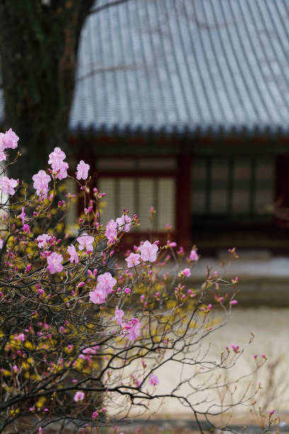 istock a traditional Korean house 1178924723