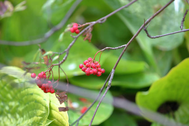 istock Bright autumn rowan berries on a branch 1178925467