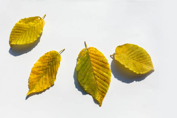 collection beautiful colorful autumn leaves isolated on white background
