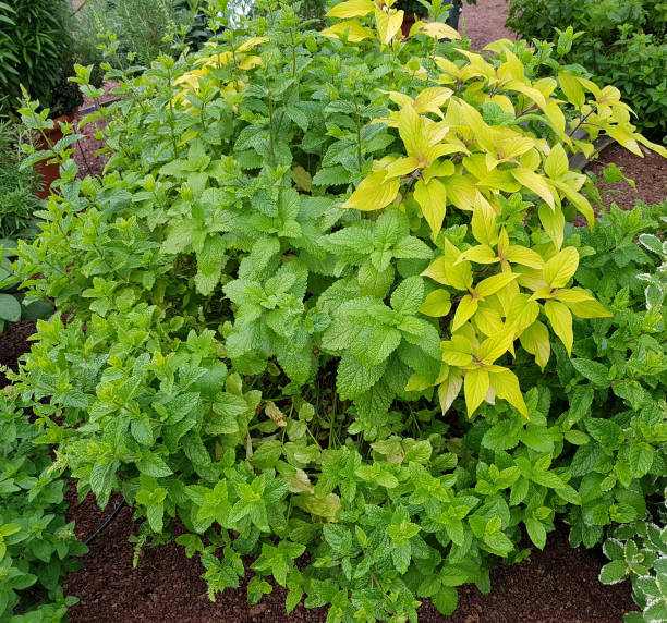 istock Herbal mix; peppermint; sage; mint, melissa 1178927570