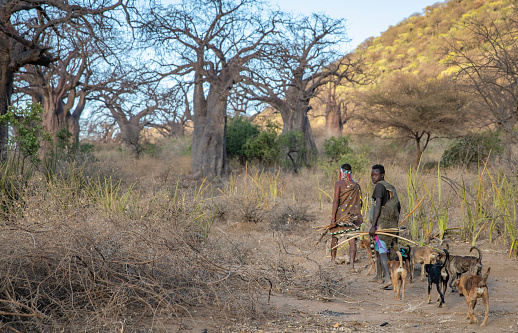 lake ayasi, Tanzania, 11th September 2019: Hadzabe men going for hunt in a morning with their dogs