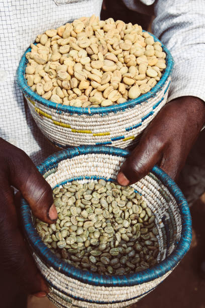 istock Coffee Beans in bags 1178927984