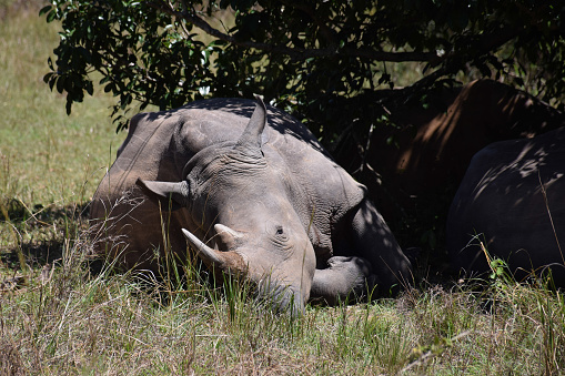 Rhinos resting under a tree in the South African bush