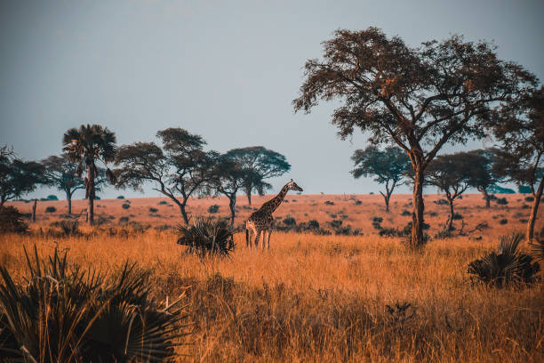 African Giraffe at sunrise