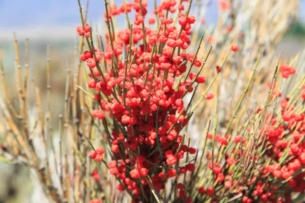 Photo of Ephedra is a genus of shrubs of the Oppressive class, the genus of its family is Ephedra Ephedraceae or Ephedra. Red berries, narcotic plant.