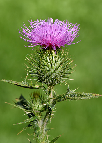 Scratching thistle, Cirsium vulgare, is medicinal and wild plant.