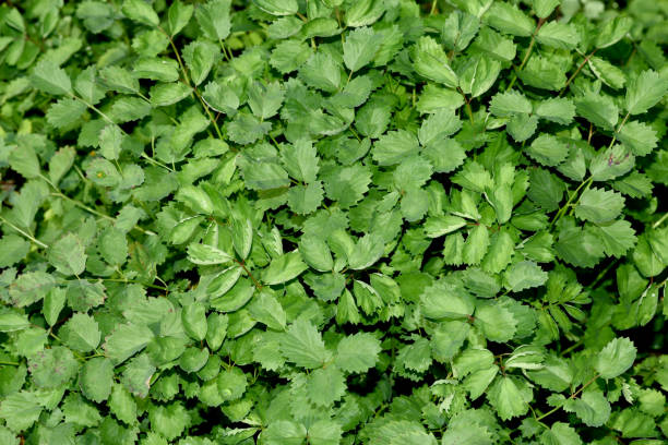 Small beaver shrimp, Pimpinella saxifraga Small beaver shrimp, Pimpinella saxifraga, is medicinal and wild plant and comes as wild vegetables in the Frankfurt Green sauce. pimpinella saxifraga stock pictures, royalty-free photos & images
