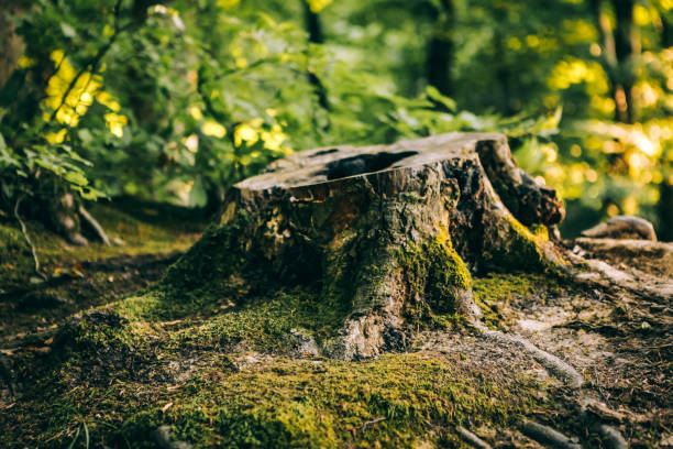 Photo of Old tree stump covered with moss in the forest