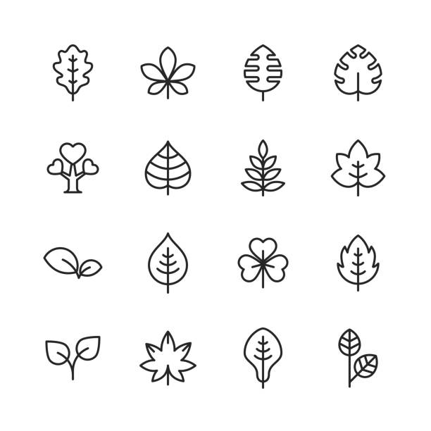 ilustraciones, imágenes clip art, dibujos animados e iconos de stock de iconos de hoja y línea de planta. trazo editable. píxel perfecto. para móviles y web. contiene iconos como hoja, planta, naturaleza, medio ambiente, ecología, roble, palma, arce, pino. - hoja de roble