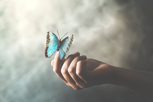una mariposa se apoya en la mano de una mujer photo